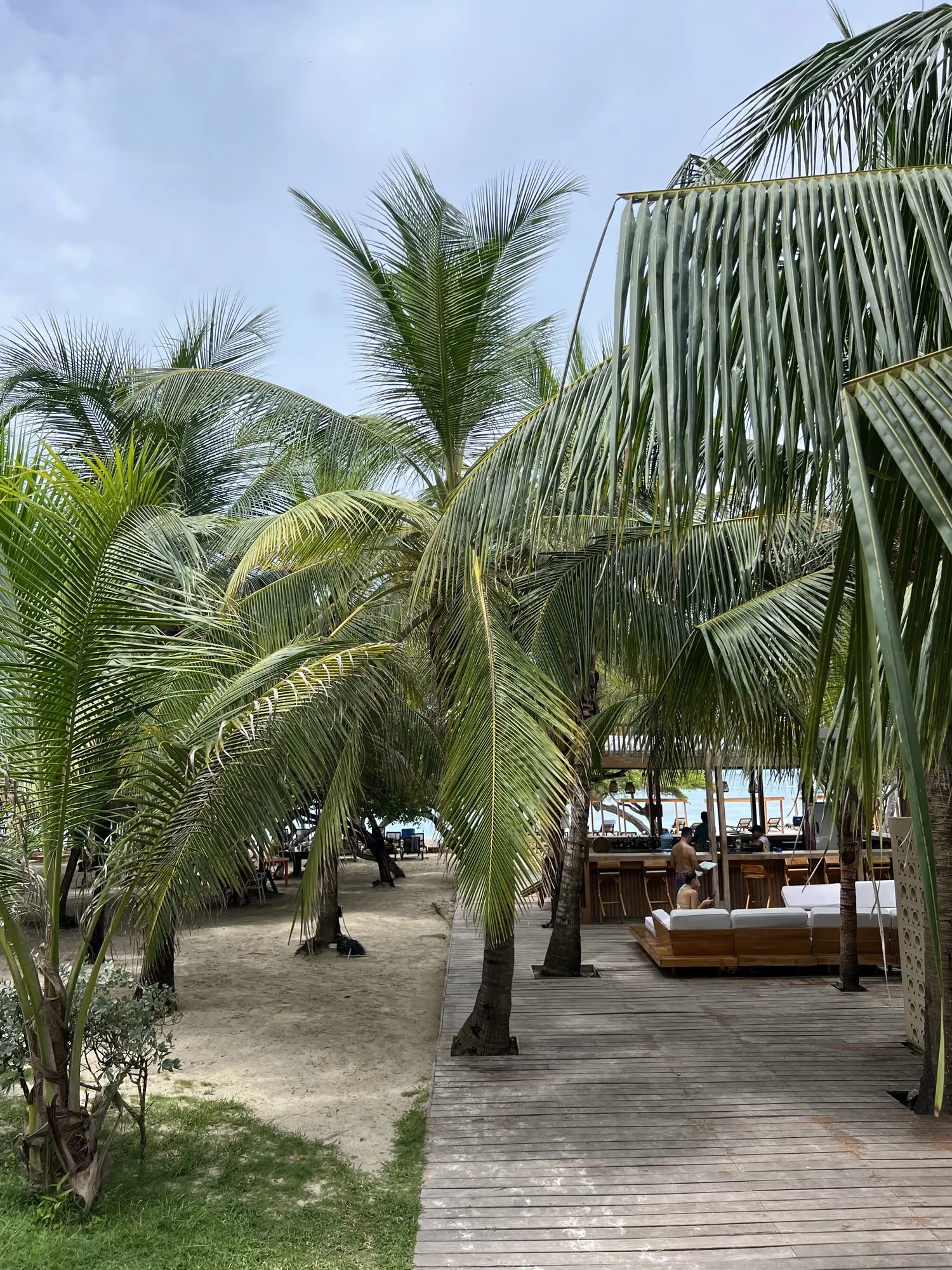 Boardwalk through the palms to the beach lounge