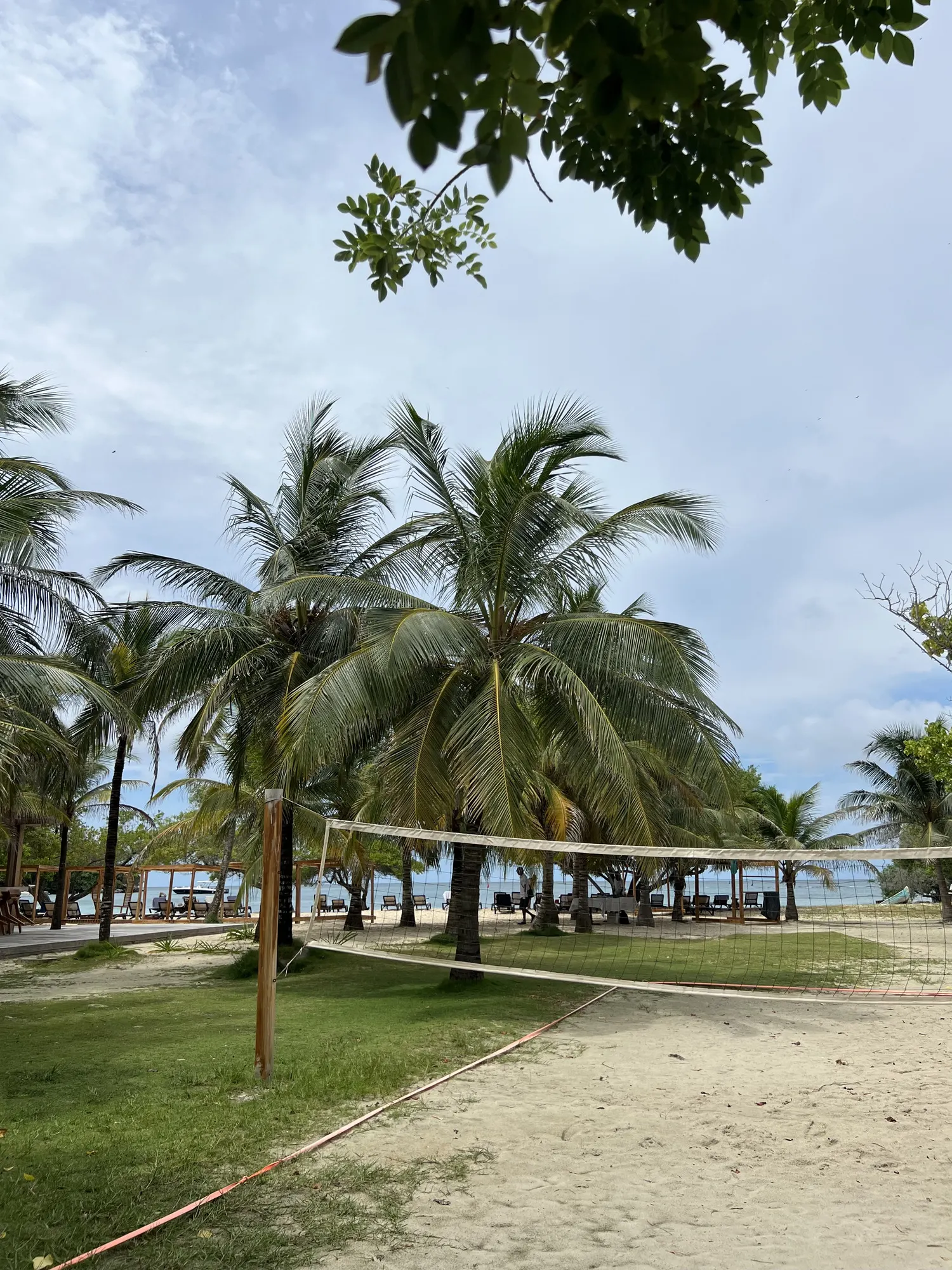 Palm lawn with a volleyball net