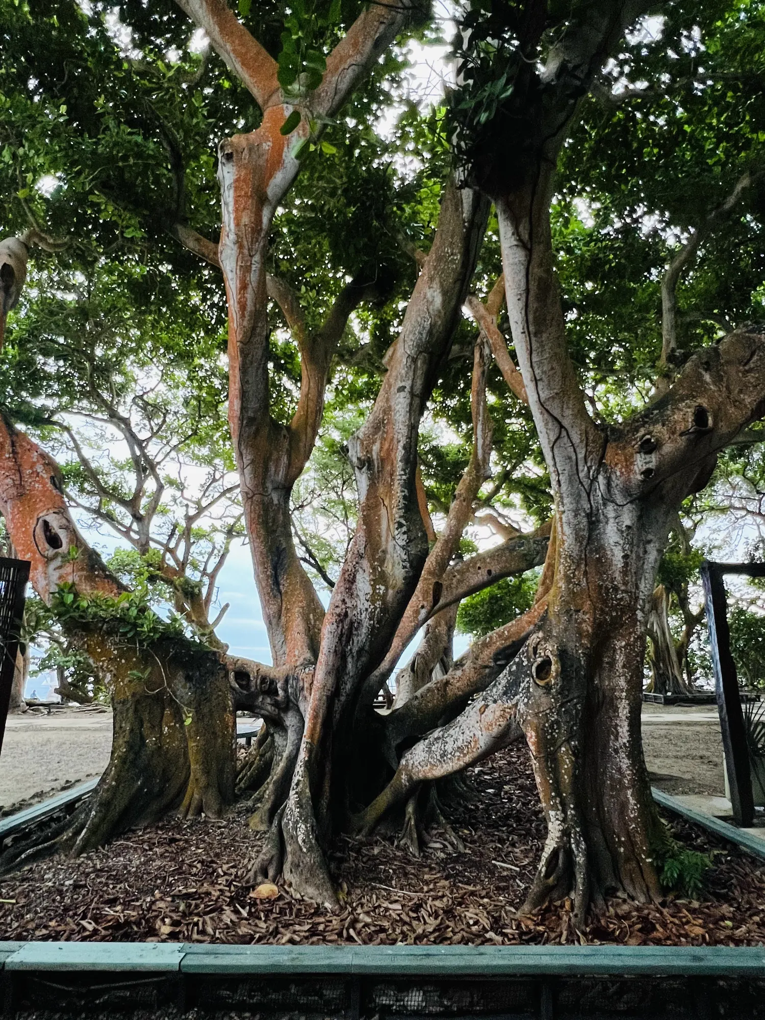 An old tree with aerial roots