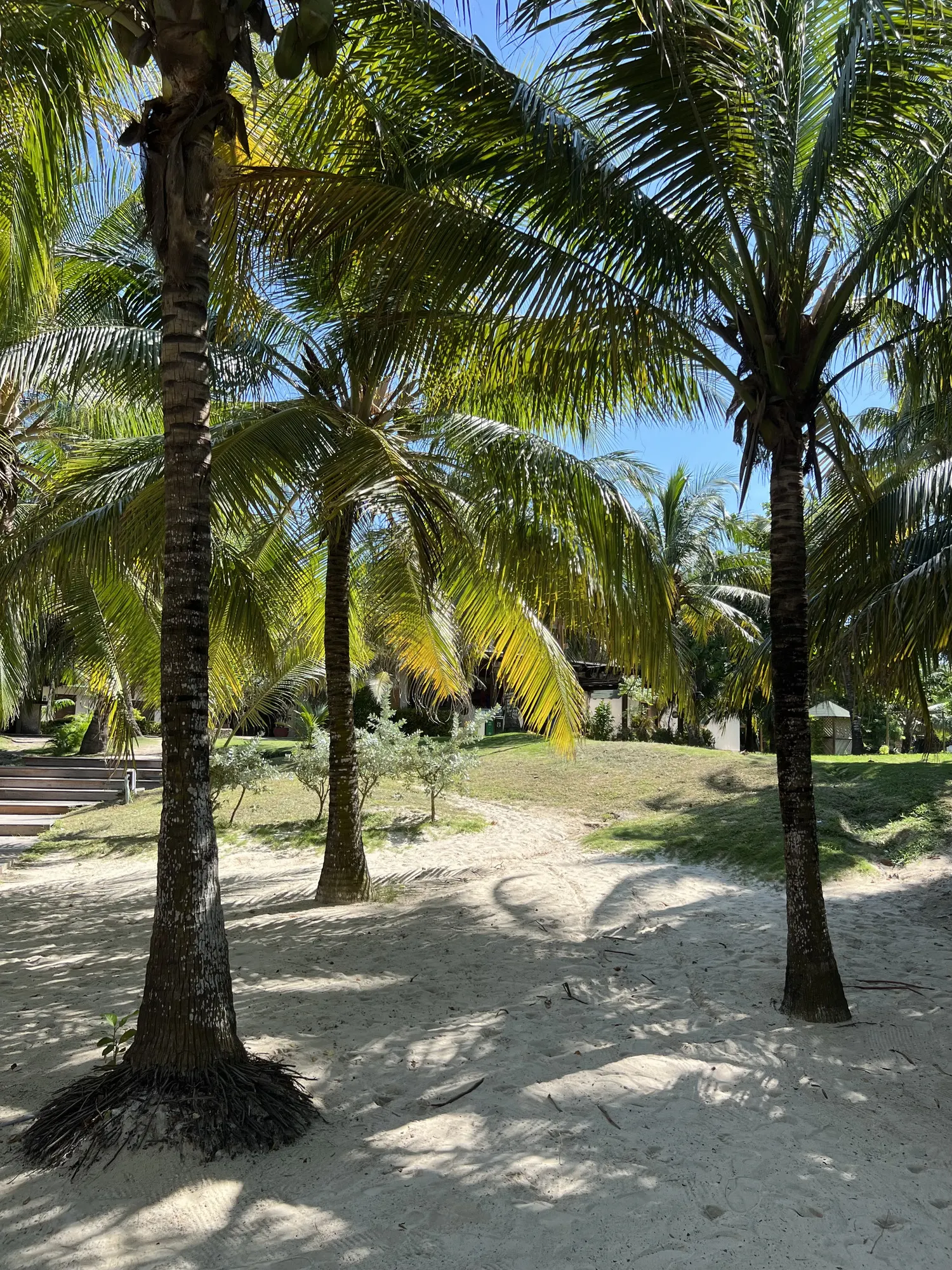 Palm grove, midday shade on the sand