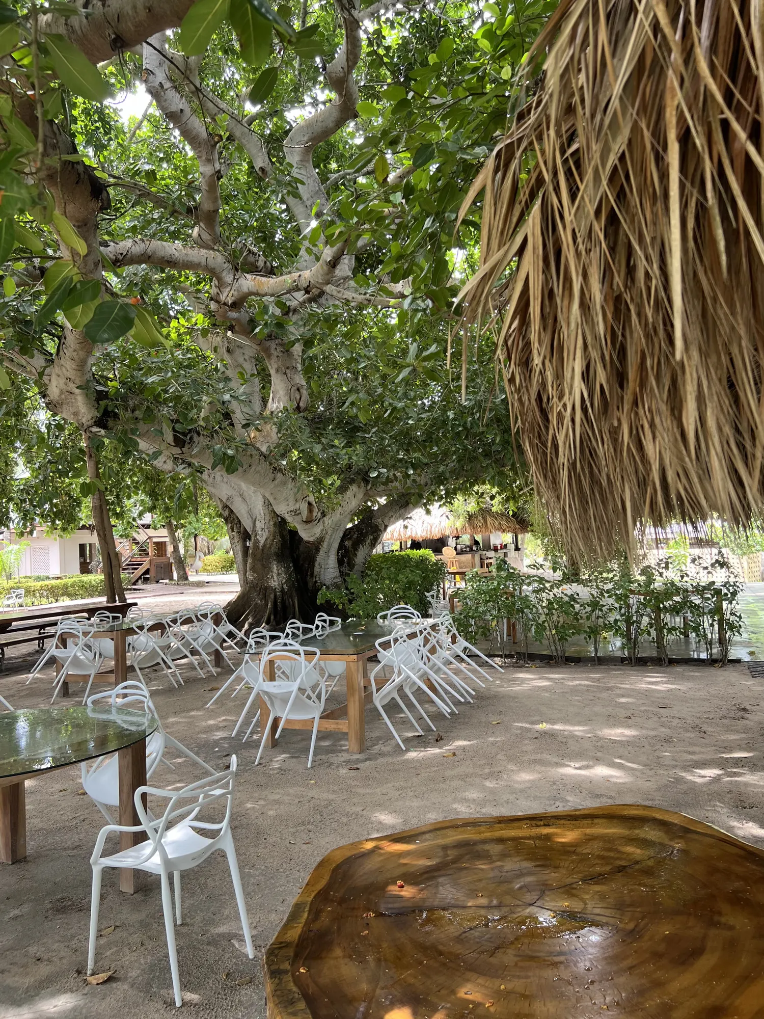 Garden terrace: white chairs under an old tree