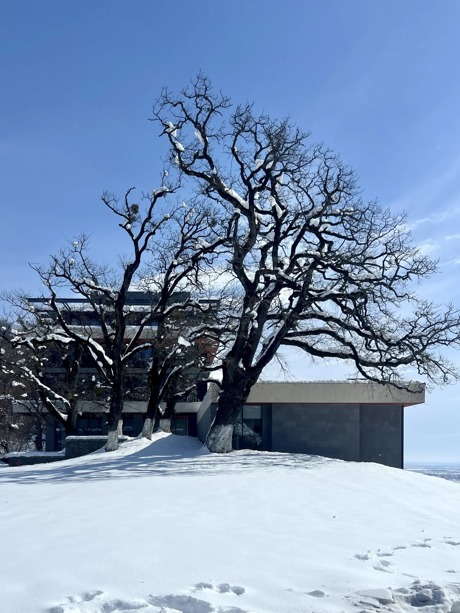 An old oak by the hotel, deep snow