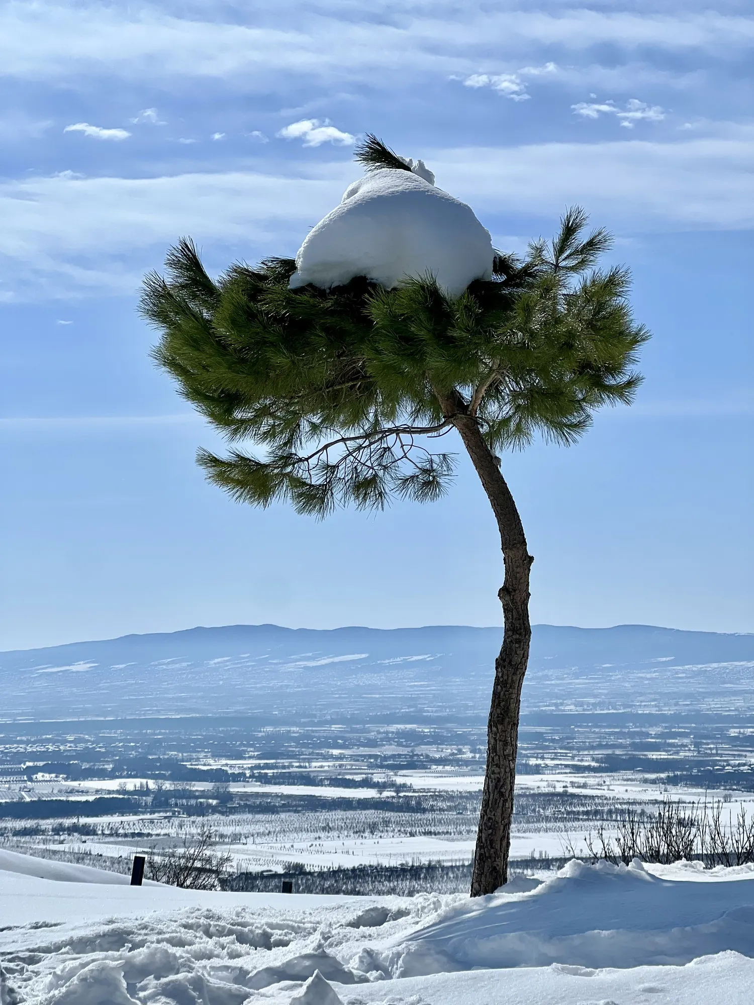 A pine with a cap of snow, the valley below