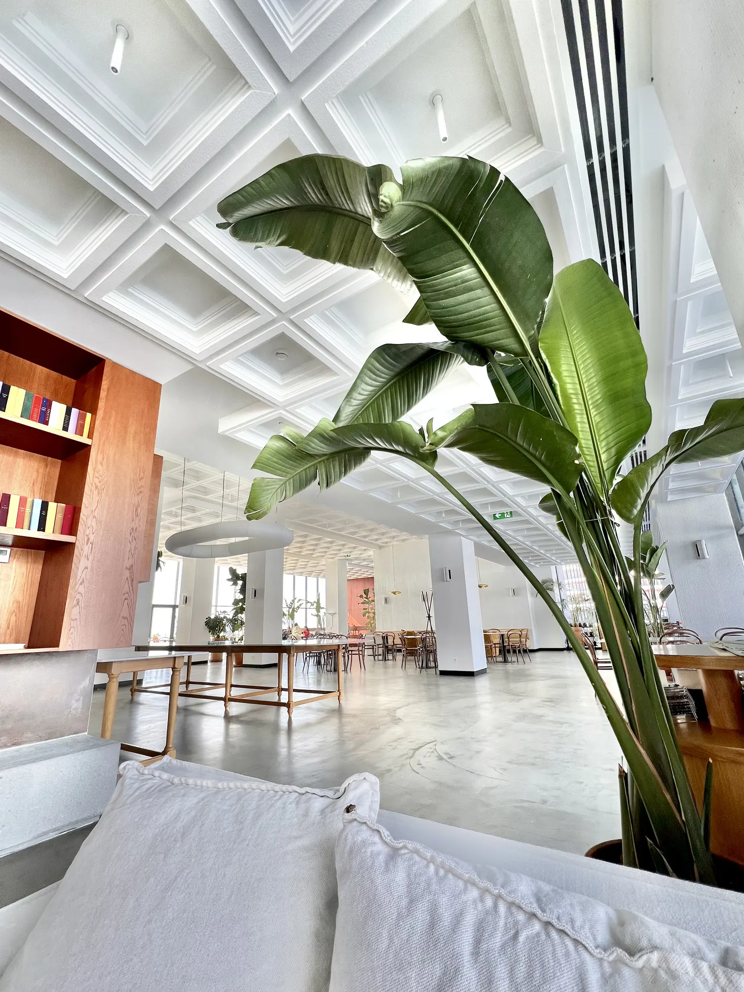 A banana plant over the lounge