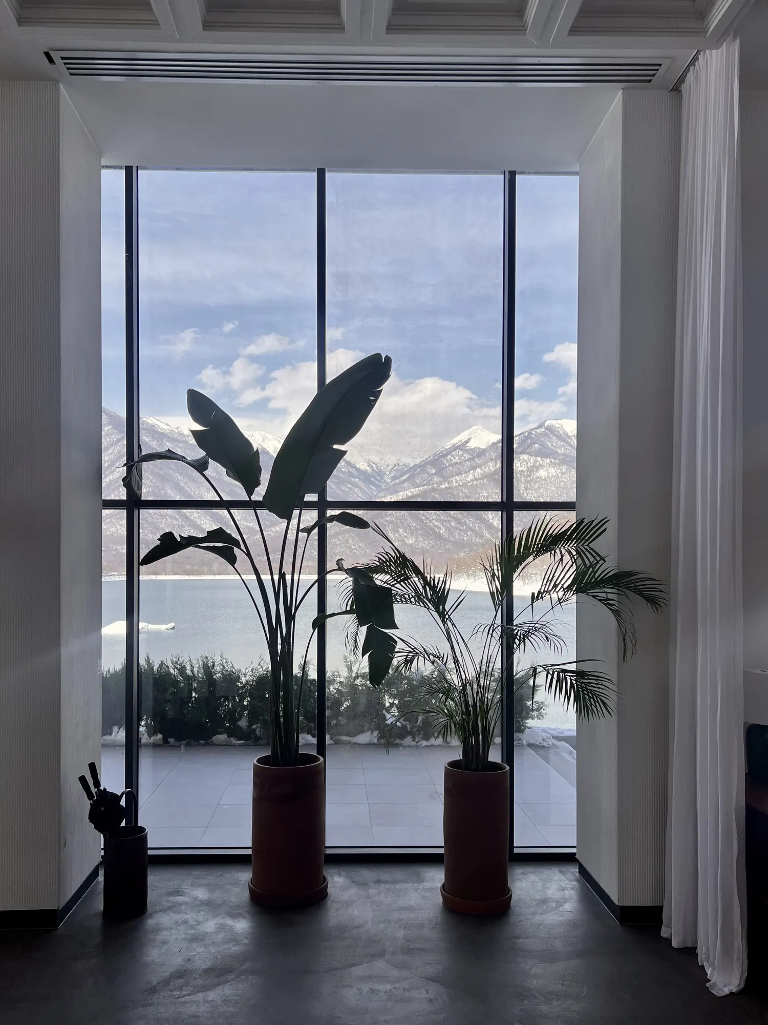 Two plants against a tall window