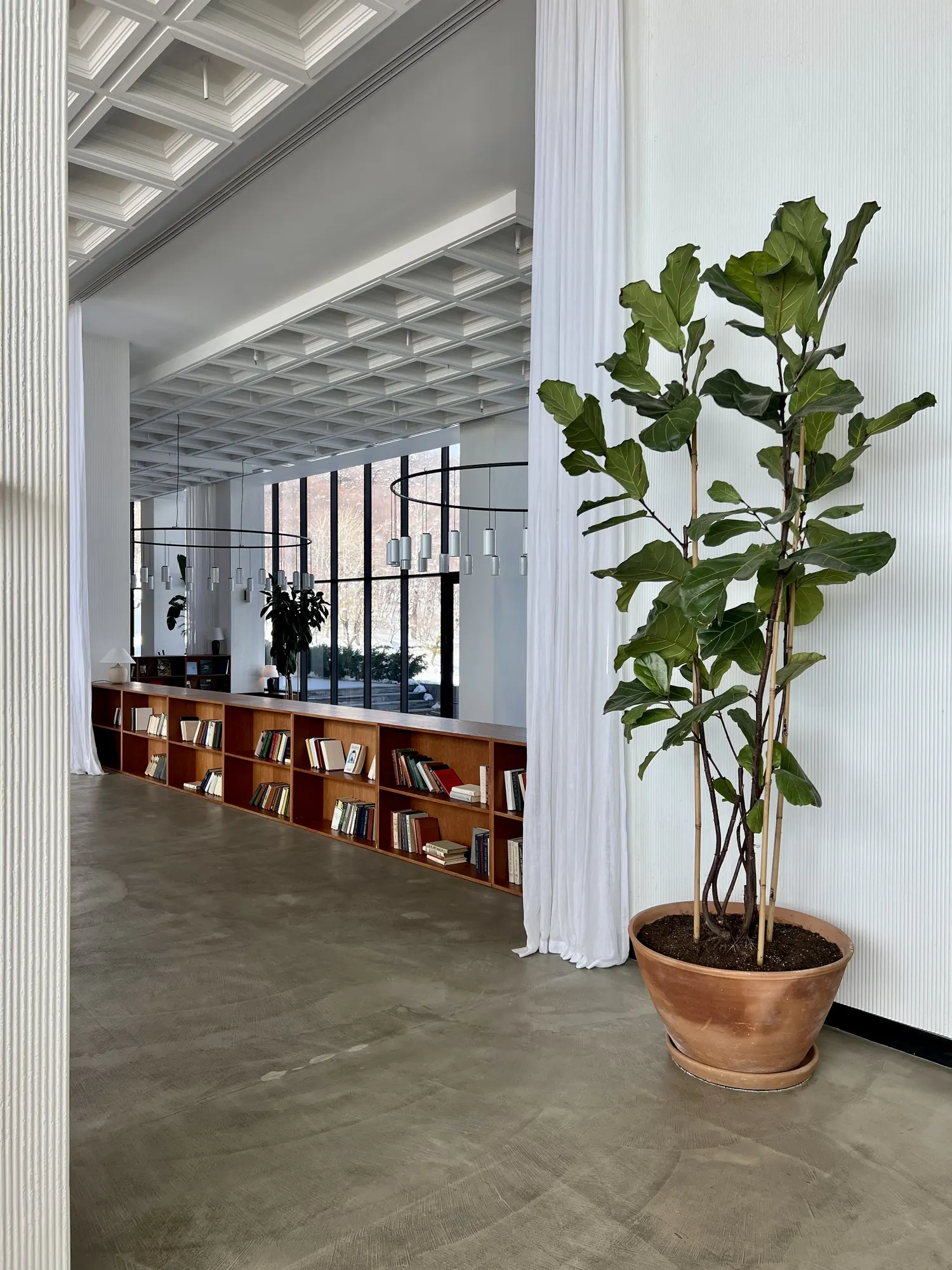 Bookshelves along the hall, a fig tree in a pot